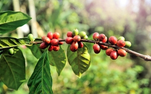 Producción cafetera en Colombia crece 3% al cierre de enero