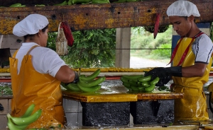 Colombia, muy quedada en siembras de banano: Augura