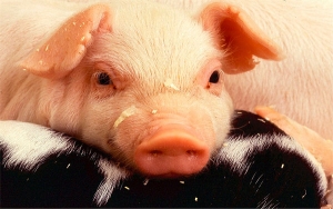 Angola, destino de la primera exportación de carne de cerdo