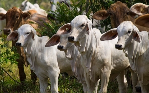 Exportación de bovinos demuestra el alcance del clúster ganadero: Fedegán
