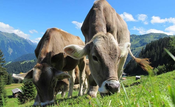 La Unión Europea vuelve a permitir la entrada de carne producida en Paraguay