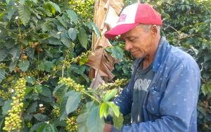 Café de Colombia: cosecha de 2021 a la baja, 12,6 millones de sacos
