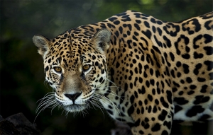 Urgente: Por medicina tradicional china, Jaguares en riesgo