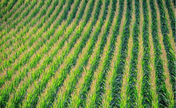 El país debe crecer con maíz: Fenalce
