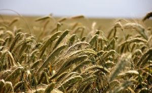 OCDE propone revolcón agrícola por la competitividad