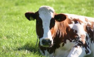 Uruguay obtiene la habilitación para exportar ganado en pie a Emiratos Árabes