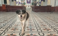Rezandera, el patrimonio canino que se matriculó en la historia de Guayatá