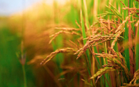 Garantizado abastecimiento de arroz pese a altas temperaturas
