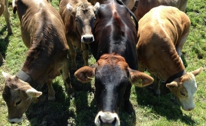 Primer contingente de cabezas de ganado paraguayo salen rumbo a Ecuador