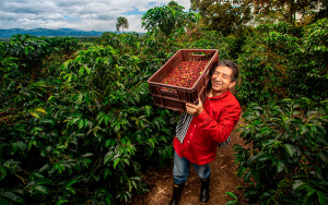 Café, uno de los grandes protagonistas del agro colombiano: UPRA