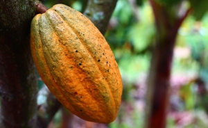Gobierno y sector privado unidos por el cacao