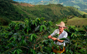 Cooperativas cafeteras: Andes, la cuota inicial de un gran problema