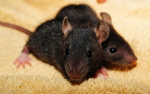 Focos de ratas negras en Madrid, “No salimos de una y entramos en otra”
