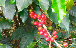 Producción de café de Colombia alcanza 868.000 sacos en enero