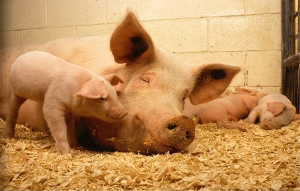 Fiebre porcina africana acorrala la porcicultura de China y del mundo
