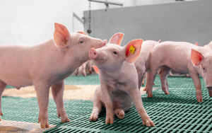 Bioseguridad en granjas porcinas, vital en mayor producción e inocuidad
