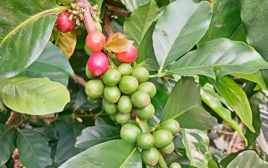 Producción cafetera en Colombia retrocede en marzo