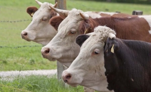 China, Nafta y la UE, principales compradores de carne bovina uruguaya