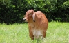 “El tema sanitario no es negociable en ganadería”, Lafaurie