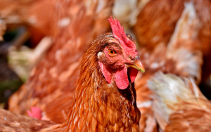 Influenza aviar no ha impactado avicultura ni humanos en Colombia