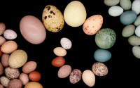 Colección de huevos de Latinoamérica: aporte a la investigación de aves
