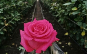 Flores Colombianas, el espíritu amoroso que rinde tributo a San Valentín