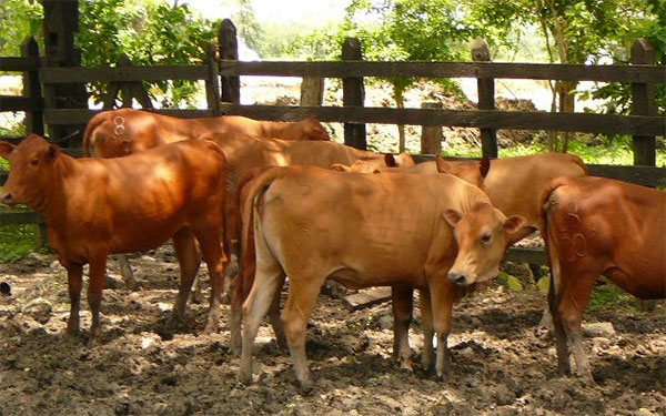 Ejemplares Romosinuano