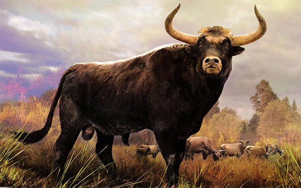 Ejemplar Uro, Imagen tomada de Crónicas de Fauna