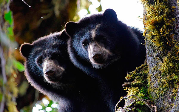 Osos de anteojos de los Andes colombianos
