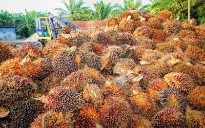 Palma de aceite, una apuesta por la sostenibilidad del agro colombiano
