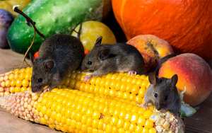La amenaza del hantavirus: &iquest;en qu&eacute; consiste y c&oacute;mo se transmite?