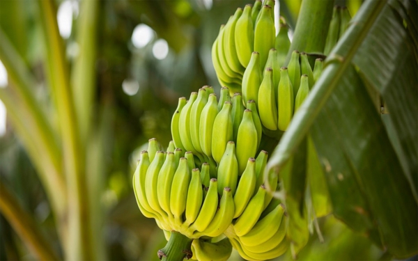 Exportaciones de banano no se verán afectadas por Marchitez