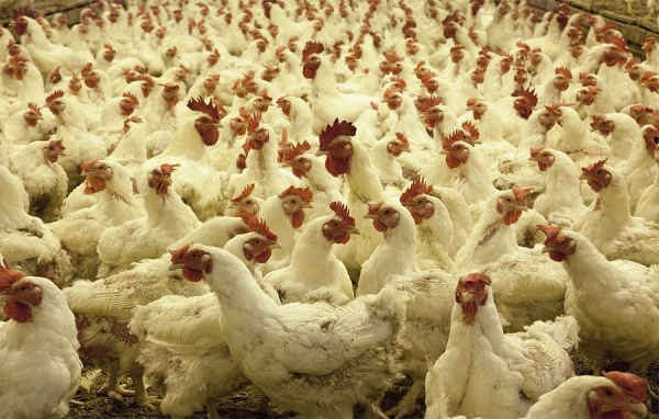 Brasil exportará carne de pollo a la India por primera vez