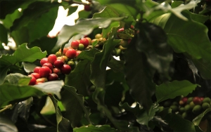 Entregan sobreprecio al café más exótico de Colombia