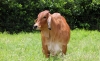 Bienestar animal, el mejor aliado de la producci&oacute;n ganadera