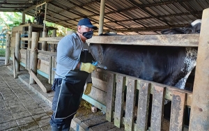 Campaña anti aftosa ha vacunado el 34,5 por ciento del hato bovino