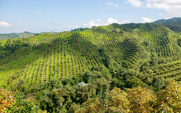 BBVA, en sus 30 a&ntilde;os en el pa&iacute;s, contin&uacute;a apoyando el agro colombiano