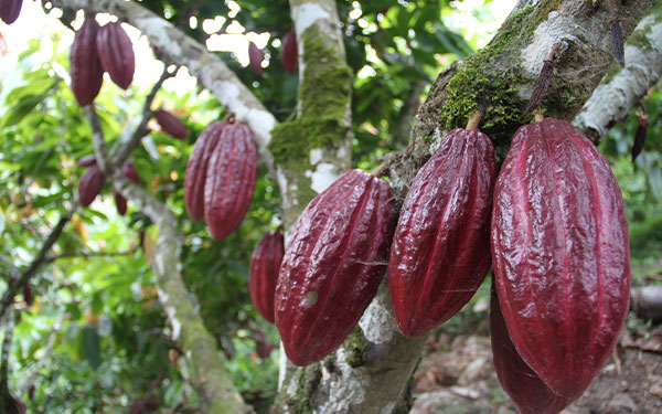 El desarrollo quiere cacao en condiciones claras: inclusivo y sostenible