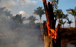 Corporaciones agroindustriales tras la quema de la Amazonía