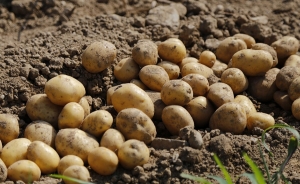 Minagricultura desmiente aprobaci&oacute;n a importaciones de papa