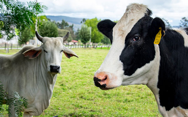 BBVA socializa l&iacute;nea de cr&eacute;dito sostenible para el sector ganadero