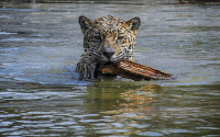 Especies amenazadas, Jaguar con el agua al cuello: Instituto Humboldt