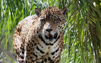 Jaguares: Enigmáticos, hermosos, poderosos y tristemente amenazados