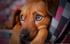 Bienes para animales, un mercado que puede llegar este a&ntilde;o a US$43,340 MM