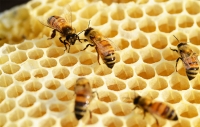 La dulce visión de la apicultura en Colombia