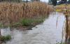Ma&iacute;z y fr&iacute;jol, los m&aacute;s afectados por las lluvias en el pa&iacute;s