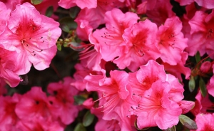 "Gigantes de flores" reciben a visitantes de feria en Medell&iacute;n