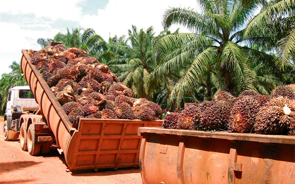 Sigue dinámica producción de aceite de palma, mejora registros frente a 2021