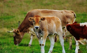 “Esperamos que gobierno  proteja intereses  de ganaderos”: Lafaurie