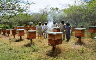 Enel Colombia, una empresa que sigue apostando por la apicultura en el Huila
